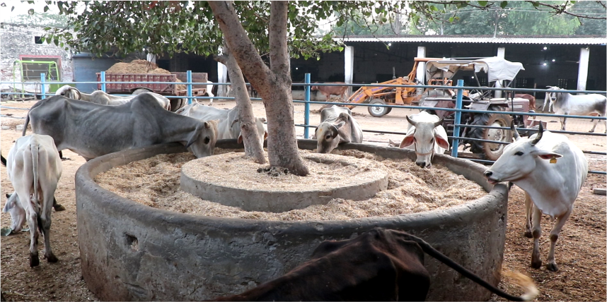 Rescued cows
