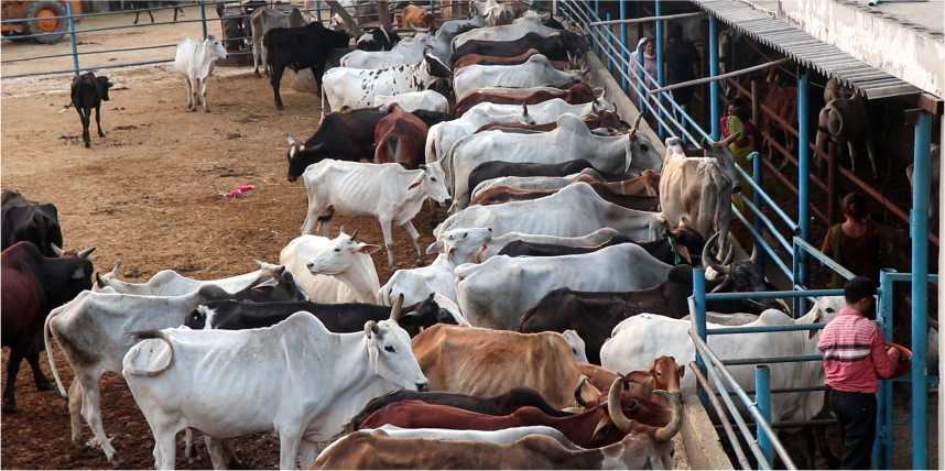 Cows being cared for