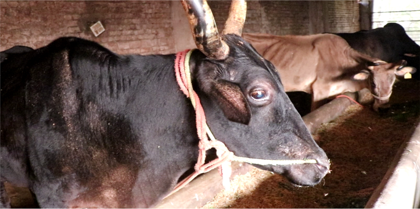 Sacred role of cows